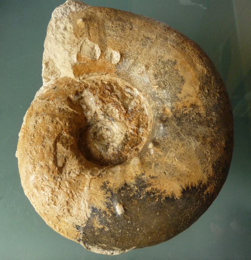 Physodoceras cf. acanthicum