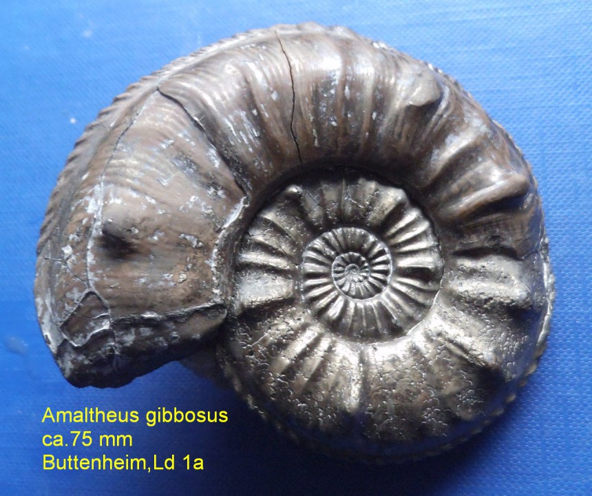 Amaltheus gibbosus