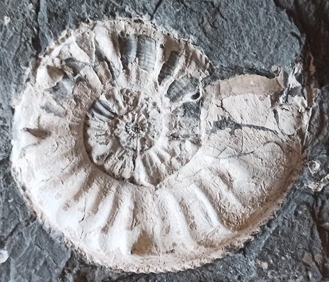 Amaltheus gibbosus