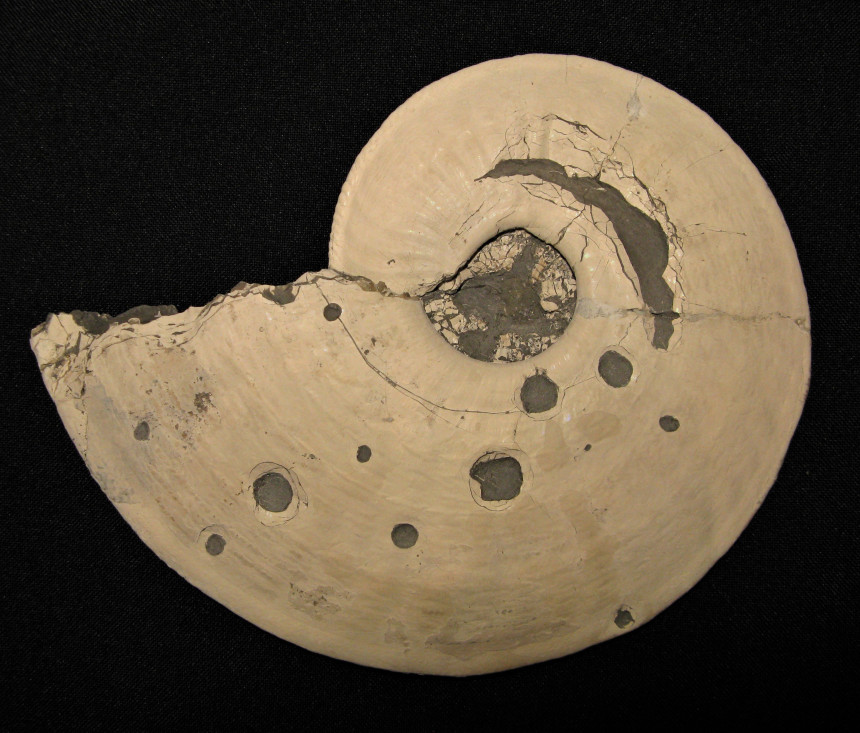 Amaltheus magaritatus