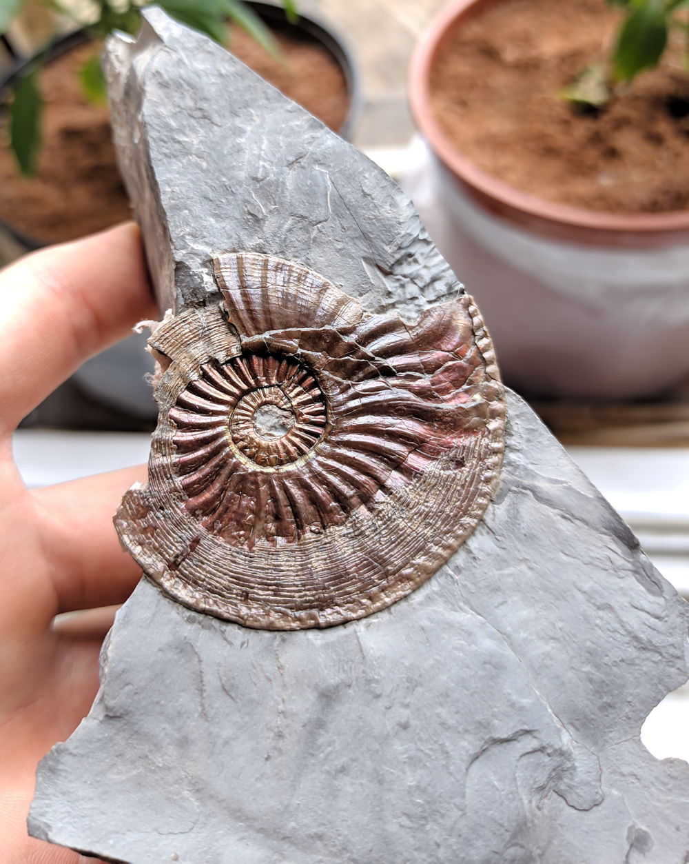 Amaltheus margaritatus, rötlich irisierend