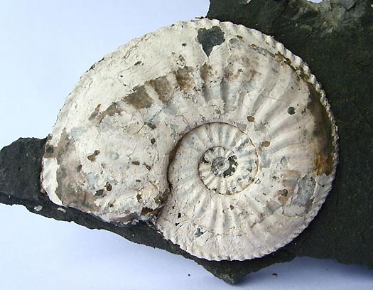 Amaltheus margaritatus