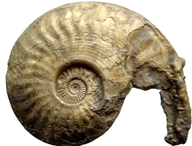Amaltheus margaritatus