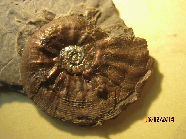 Amaltheus cf. gibbosus, irisierend