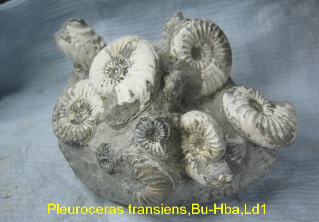 Pleuroceras transiens