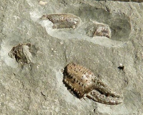 Cryptopagurus svenhofmanni