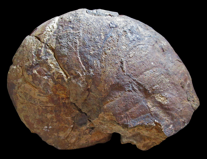 Cenoceras sp.