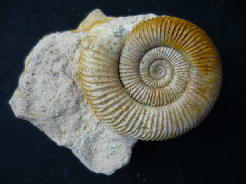 Steinkern.de Die Galerie Kategorie Calvados