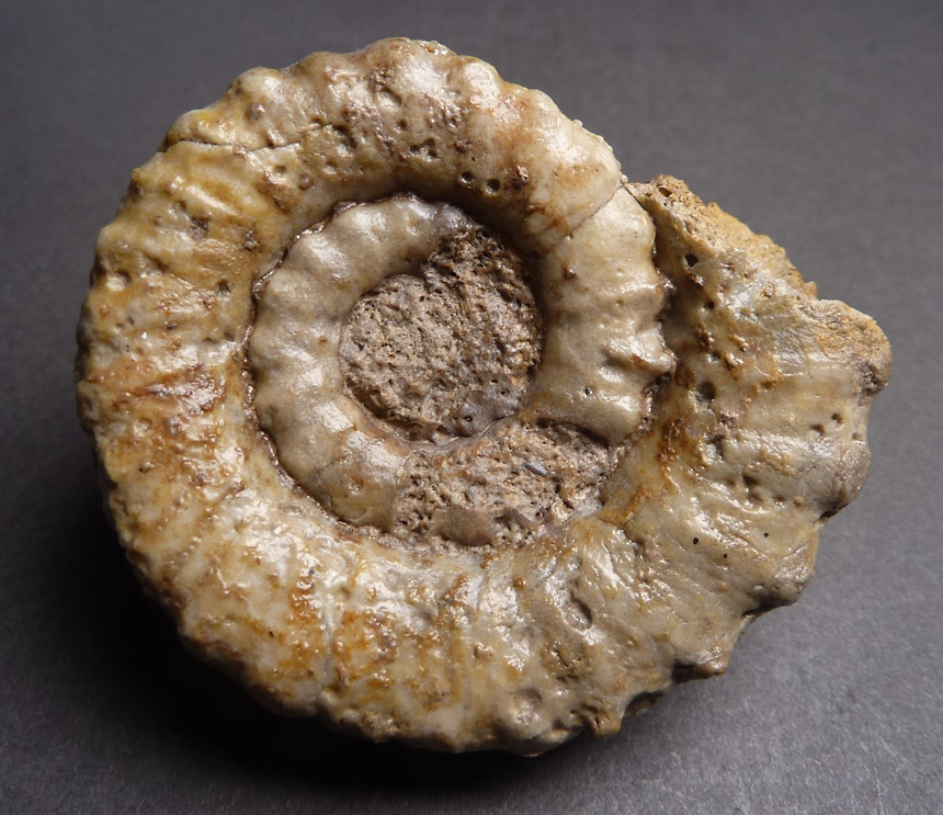 Metaderoceras sp.