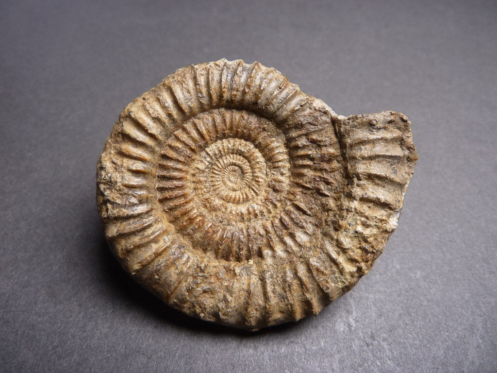 Paltechioceras aplanatum