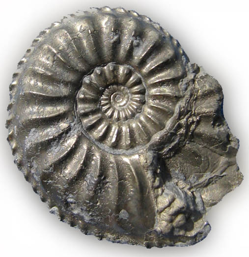 Amaltheus sp.