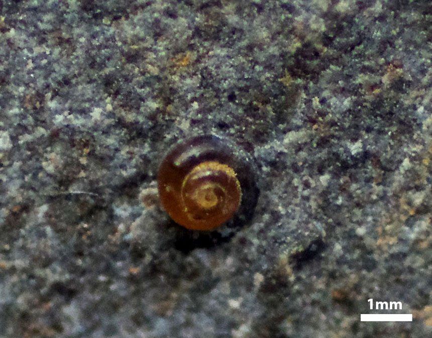 Schnecke Coelodiscus minutus (Schubler, 1833)