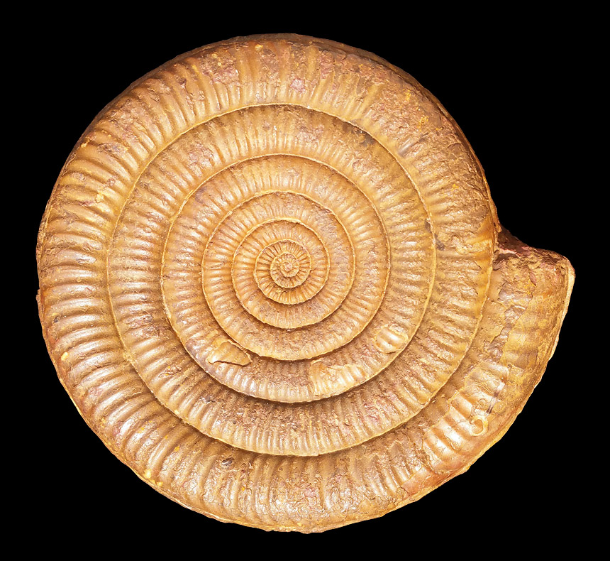 Arietites (Alpinoceras) seebachi NEUMAYR