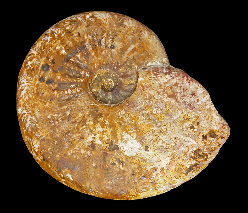 Discamphiceras atanatense WAEHNER