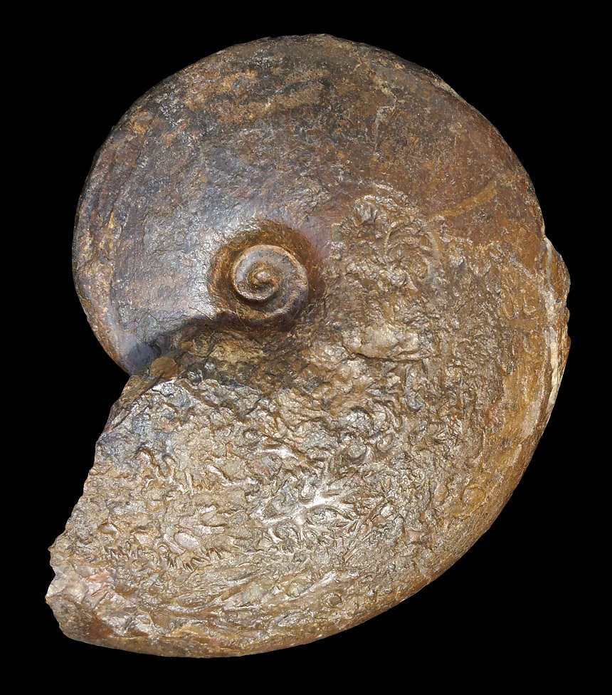 Phylloceras sp.