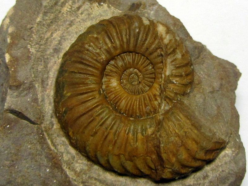Storthiceras curviornatum