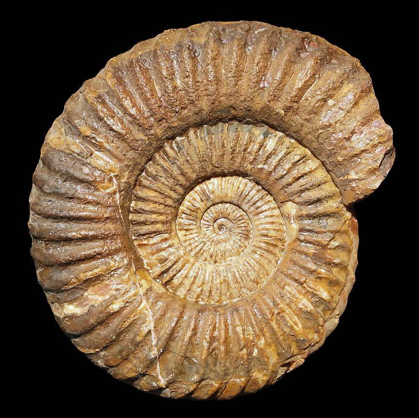 Storthoceras extracostatum WAEHNER