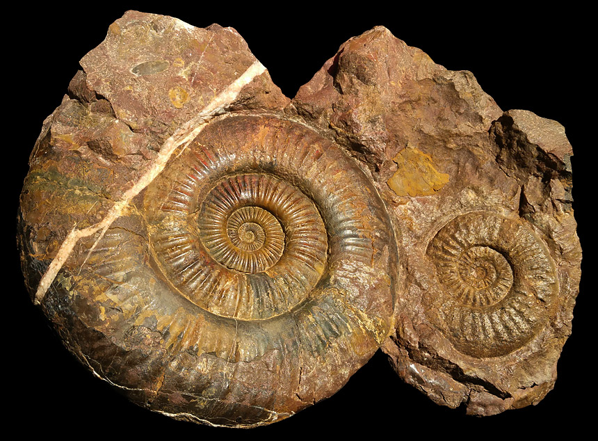 Storthoceras sp. und cf. Megastomoceras sp.