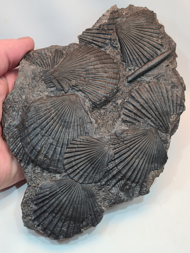 Pseudopecten equivalis