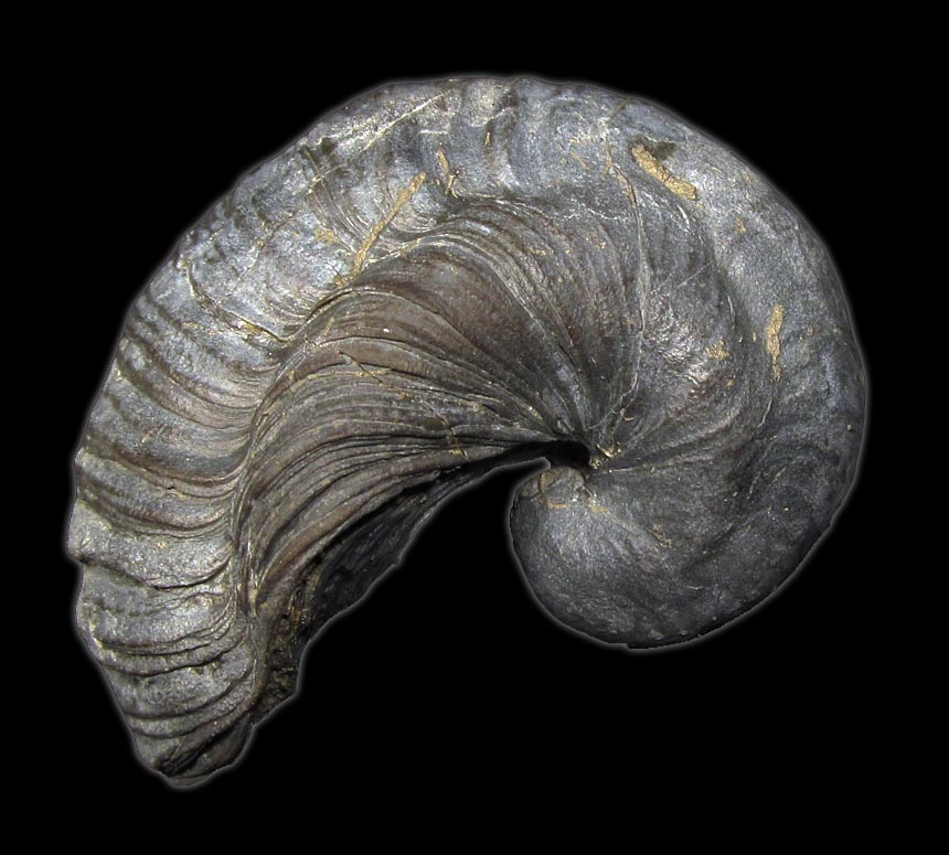 Gryphaea arcuata LAMARCK, 1801