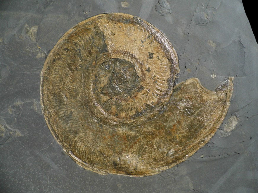 Harpoceras falciferum