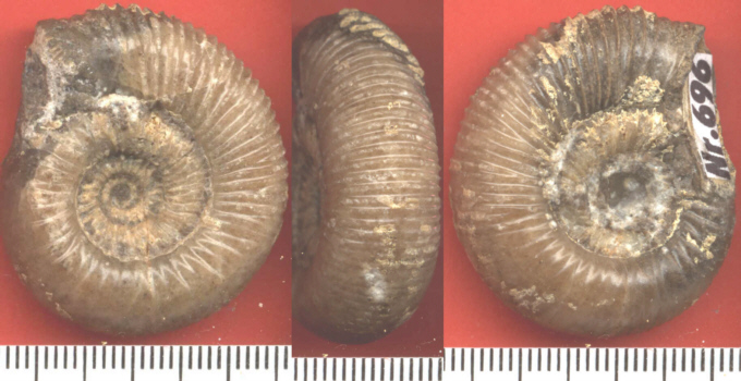 Dactylioceras cf. crassifactum (Simpson 1855)