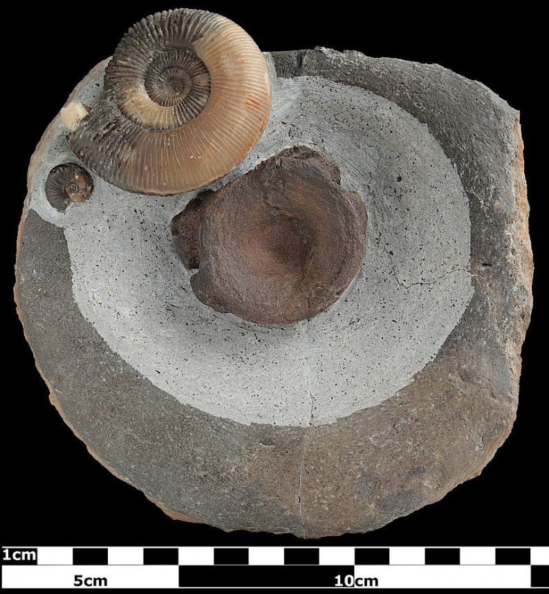 cf. Dactylioceras crassiusculosum und Wirbel