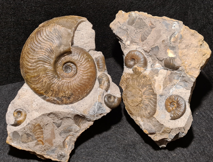 Cleviceras exaratum, Lytoceras ceratophagum und Hildaites