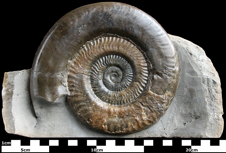 Hildaites murleyi (MOXON,1841)