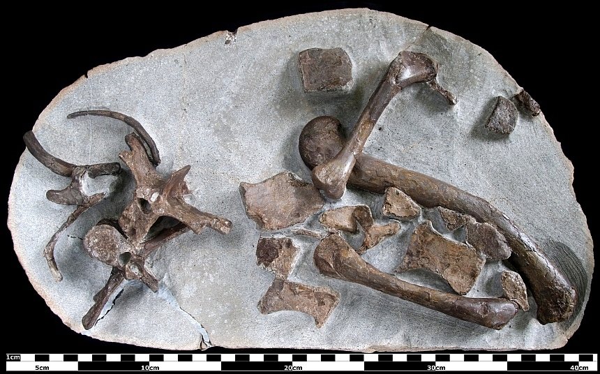 cf. Steneosaurus (Saint-Hilaire 1825)