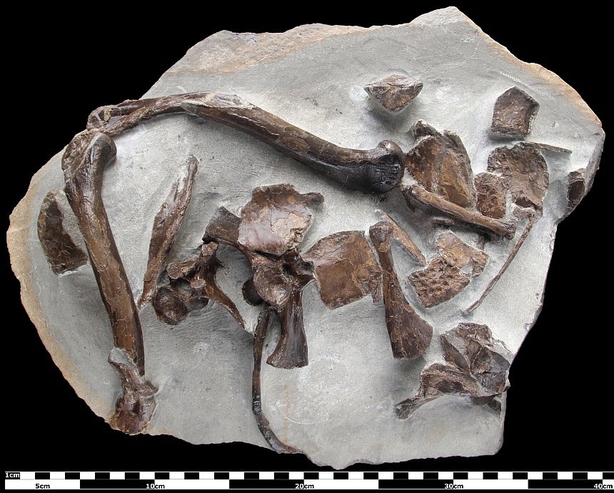 cf. Steneosaurus (Saint-Hilaire 1825)