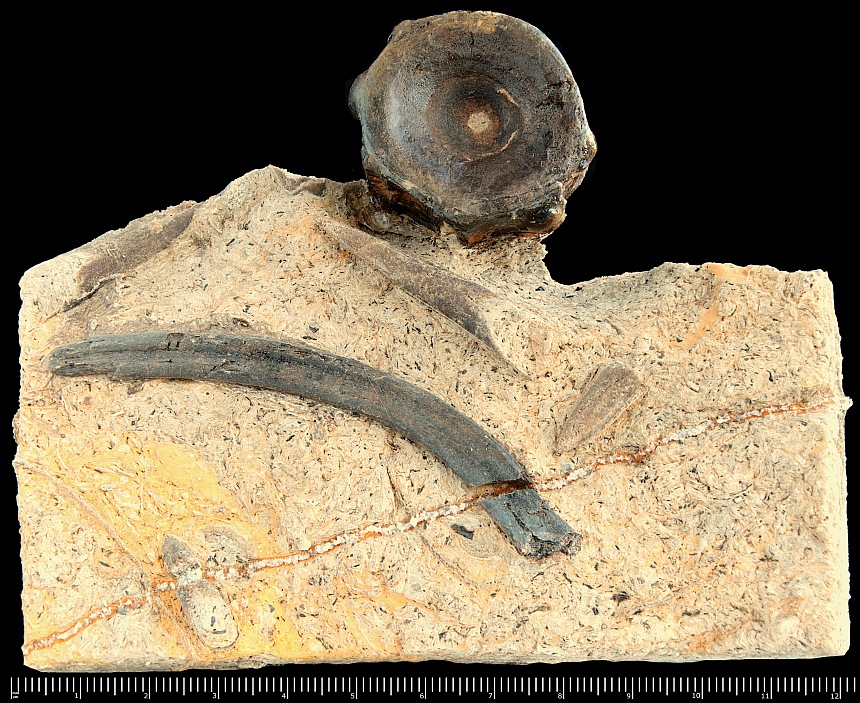 Familie: Ichtyosauridae (Bonaparte 1841)