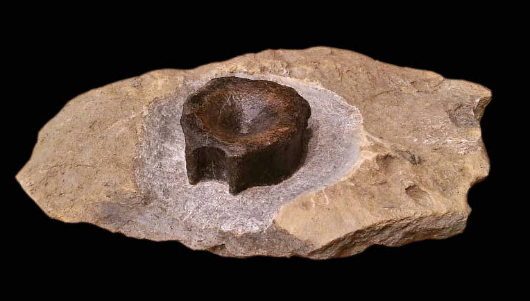 Ichthyosaurierwirbel