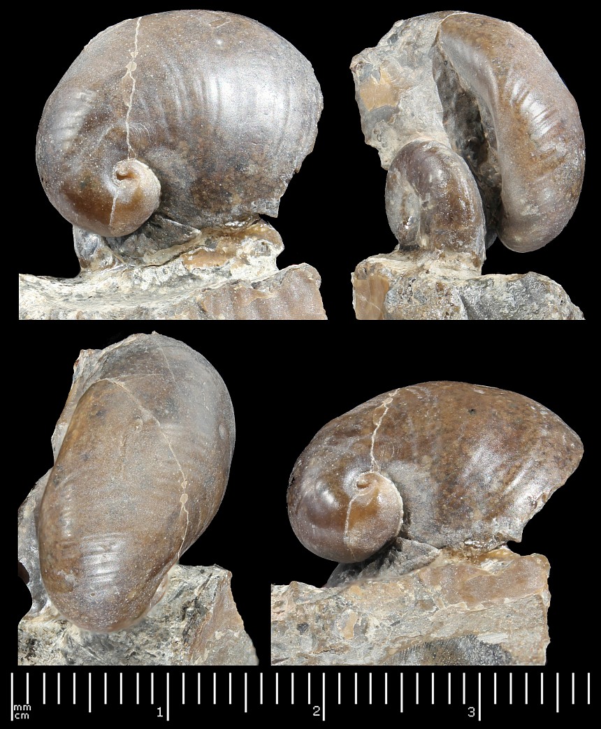 Nerita cf. theodori
