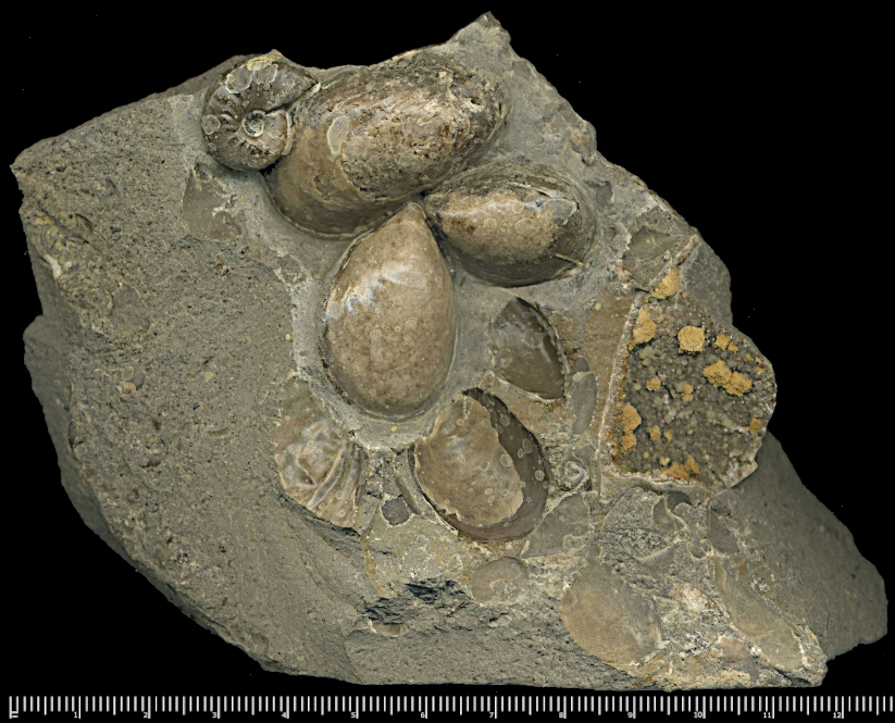 Pseudomytiloides cf. dubius (Sowerby, 1829)