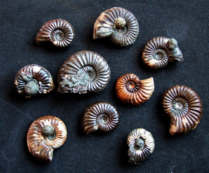Pleuroceras sp.