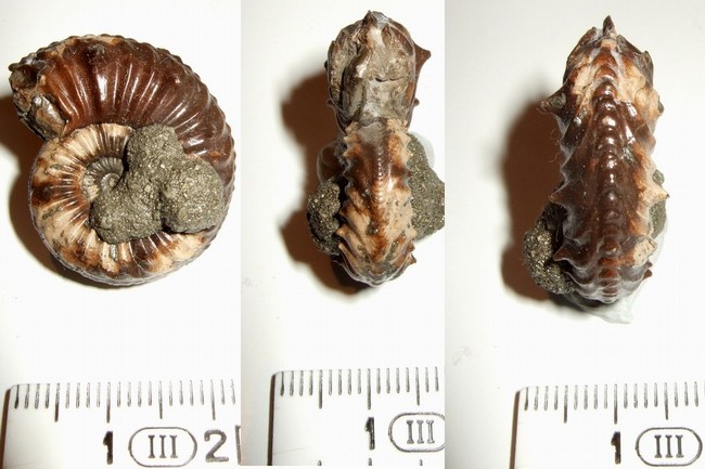 Pleuroceras salebrosum