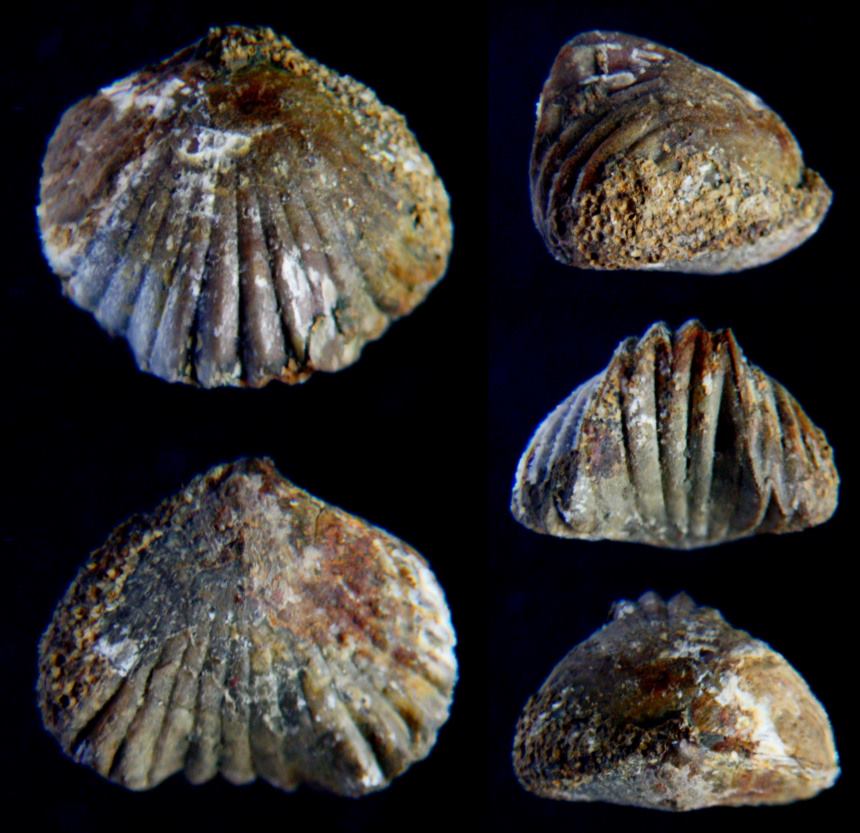 Brachiopode Gibbirhynchia cf. amalthei (QUENSTEDT 1852)
