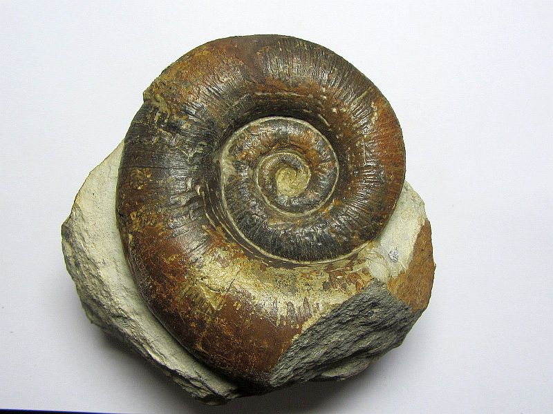 Lytoceras fimbriatum