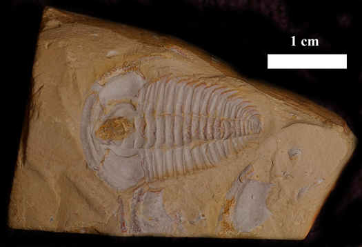 Eoredlichia intermedia (LU, 1940)