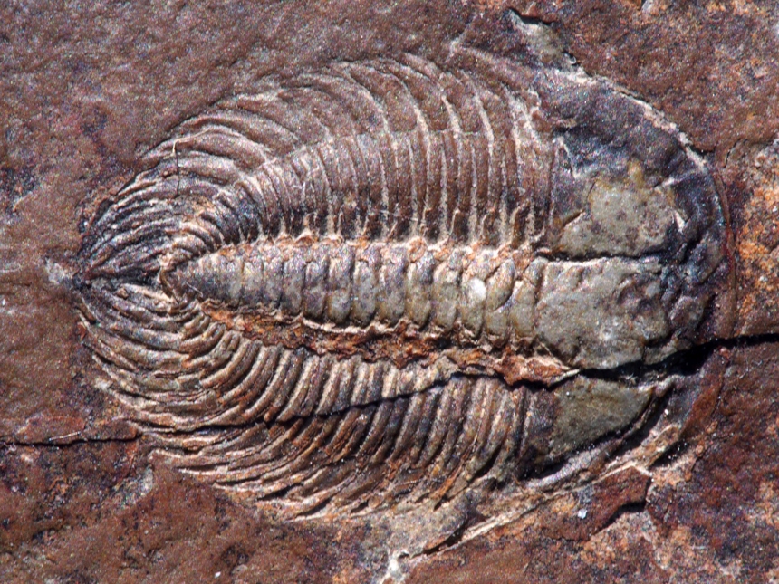 Changaspis sp.