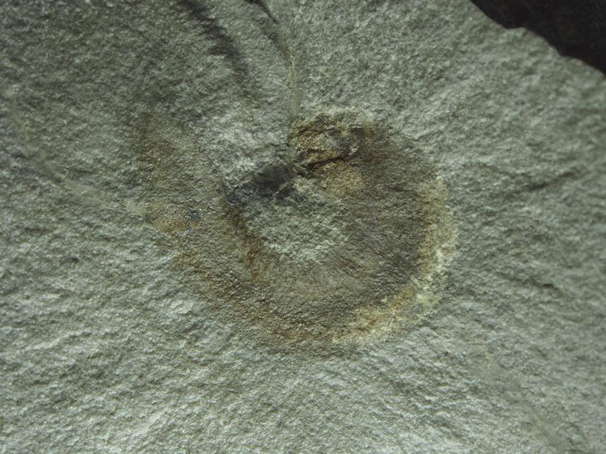 Steinkern.de Die Galerie Kategorie Bear