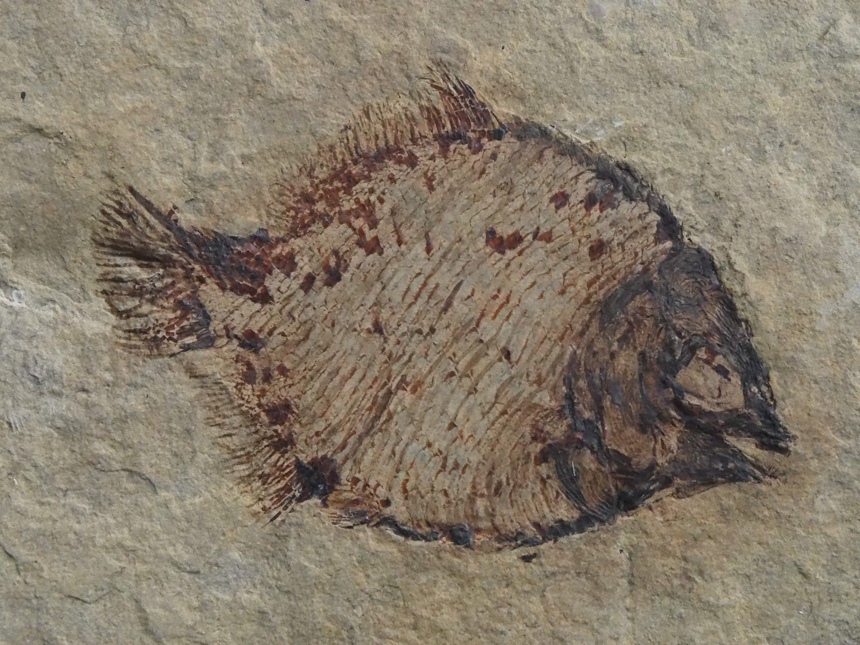 Discoserra pectinodon Lund, 2000