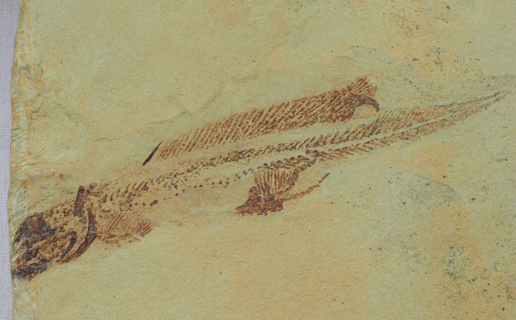 Heteropetalus elegantulus Lund, 1977