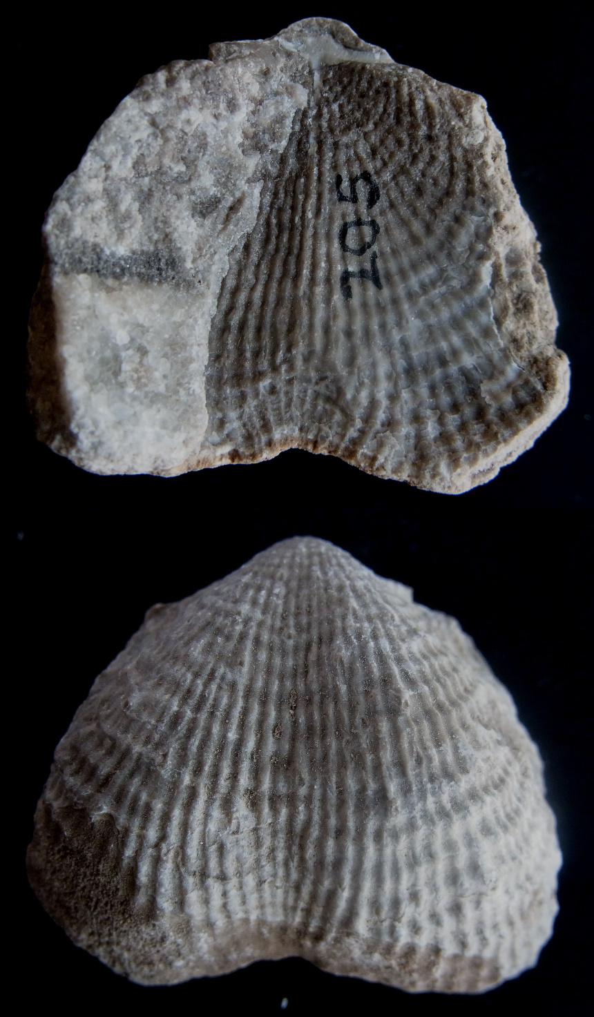 Brachiopode Dictyoclostus semireticulatus (MARTIN 1809)