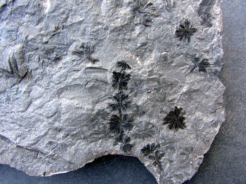 Annularia sp.