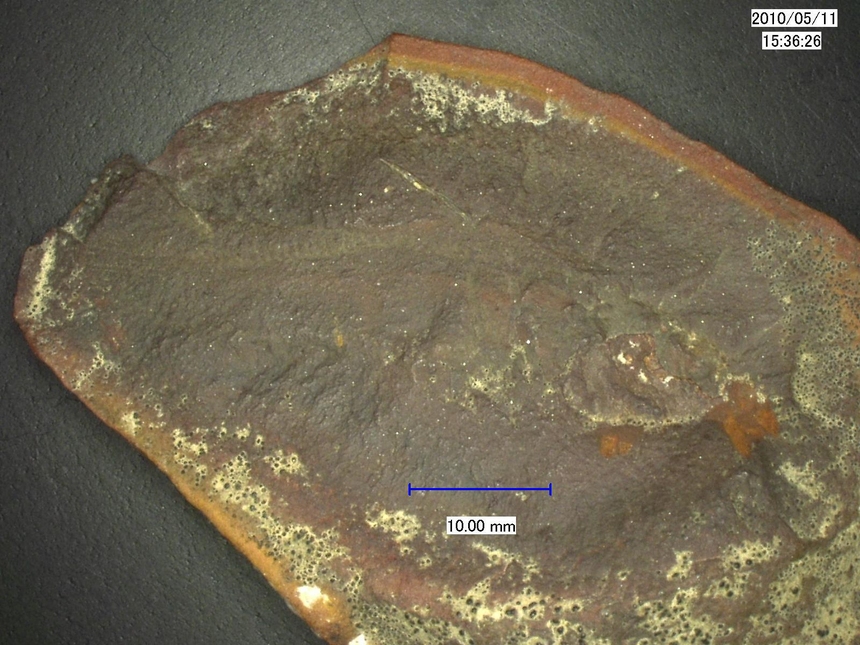 Dabasacanthus inskasi Zangerl, 1979