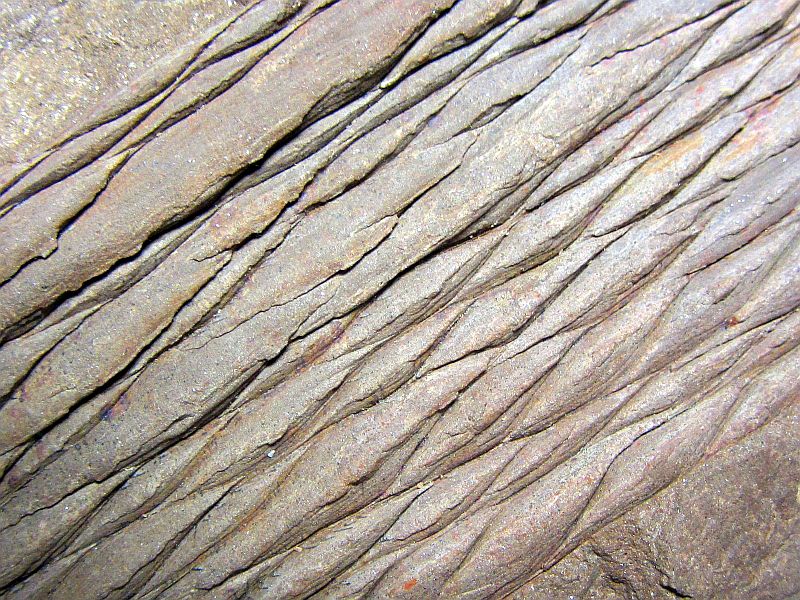 Lepidodendron sp.