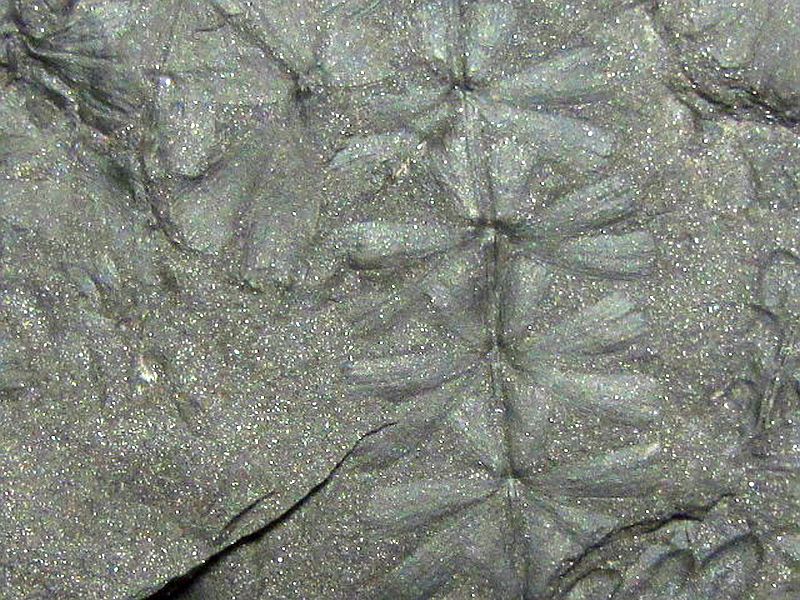 Sphenophyllum sp.