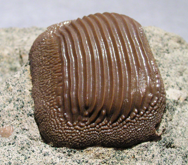 Ptychodus decurrens aus dem Mittelturon von Dortmu